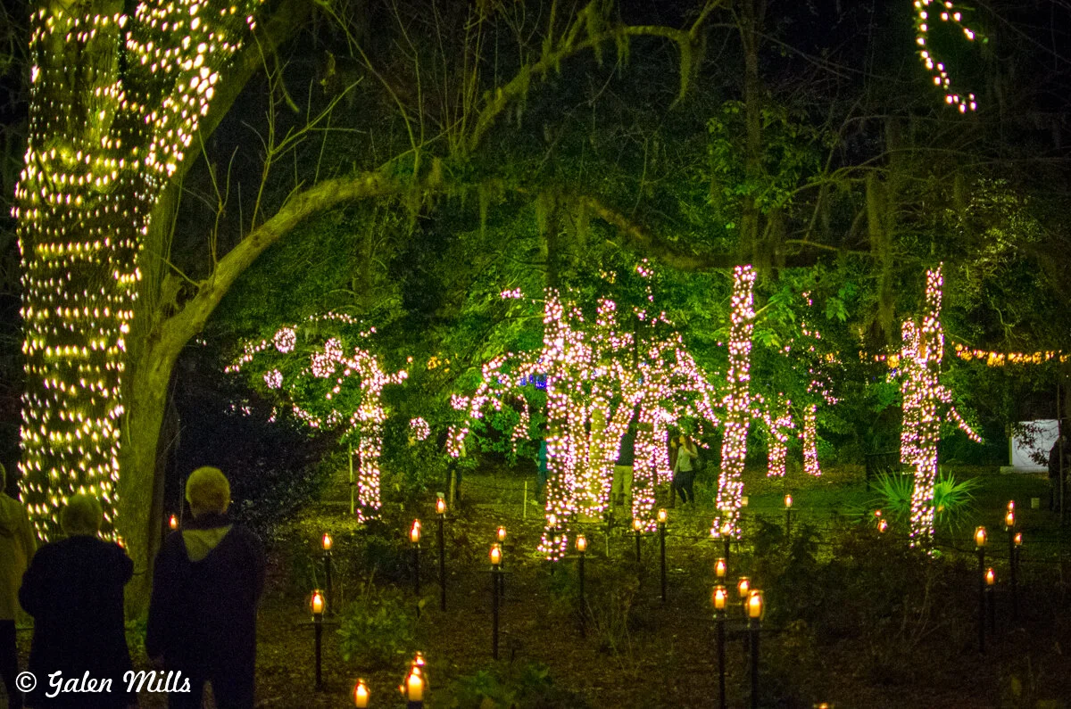 Trees decorated with strings of white lights in a nighttime wooded area, with people observing the display.