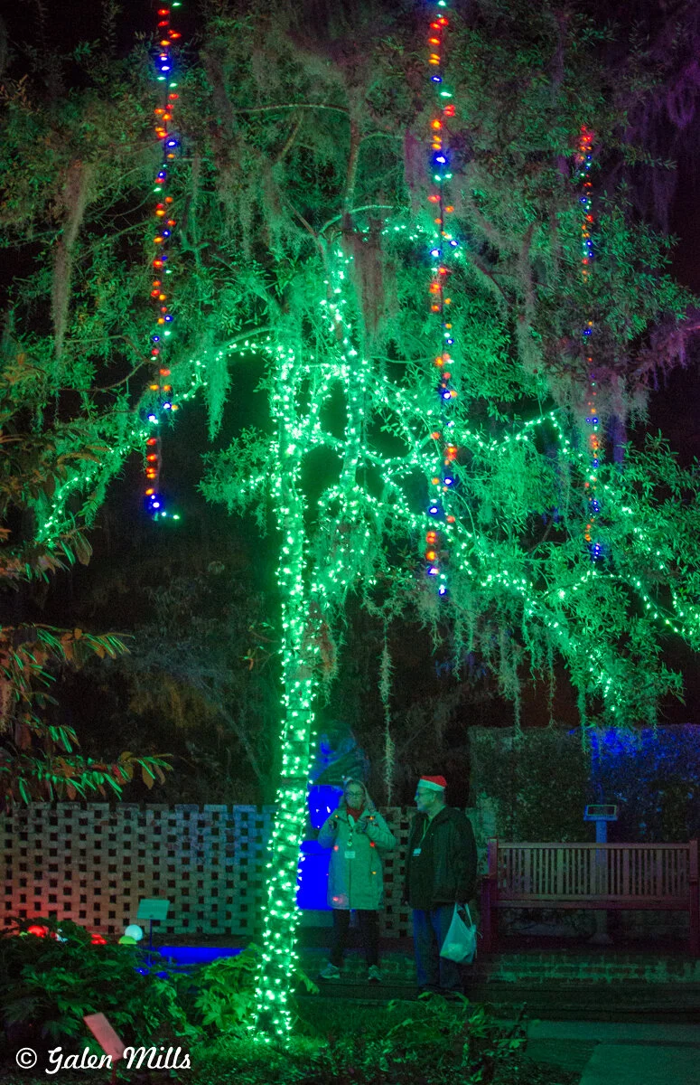 Tree decorated with green and multi-colored Christmas lights, with two people standing nearby, one wearing a Santa hat, at night.