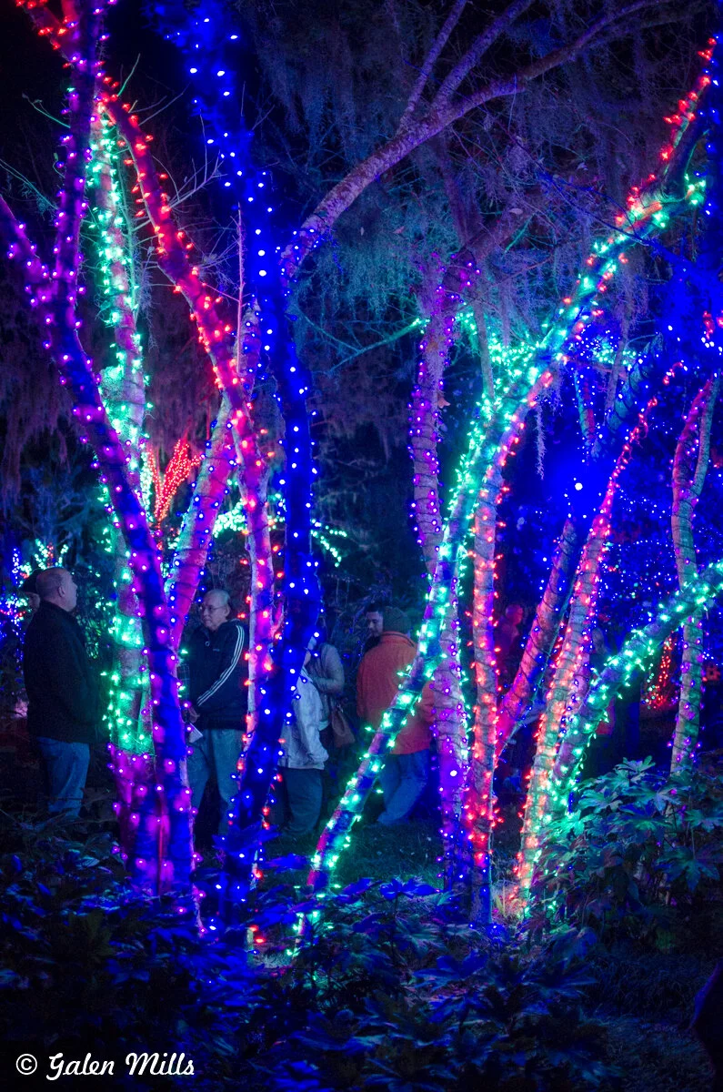 Trees wrapped in colorful holiday lights with people walking and standing nearby at night.