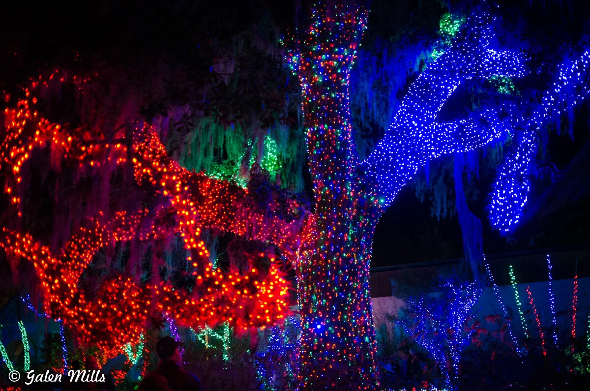Trees adorned with colorful Christmas lights in red, green, and blue at night.