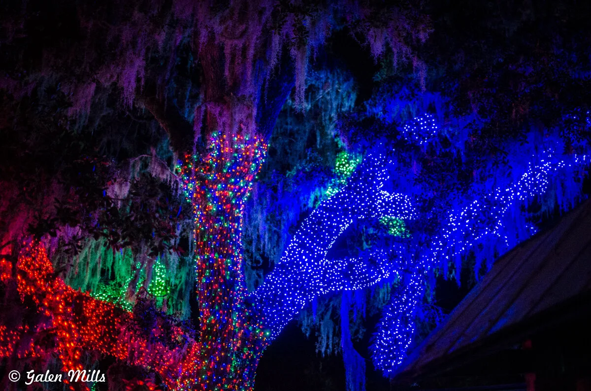 Tree branches covered in colorful Christmas lights at night.
