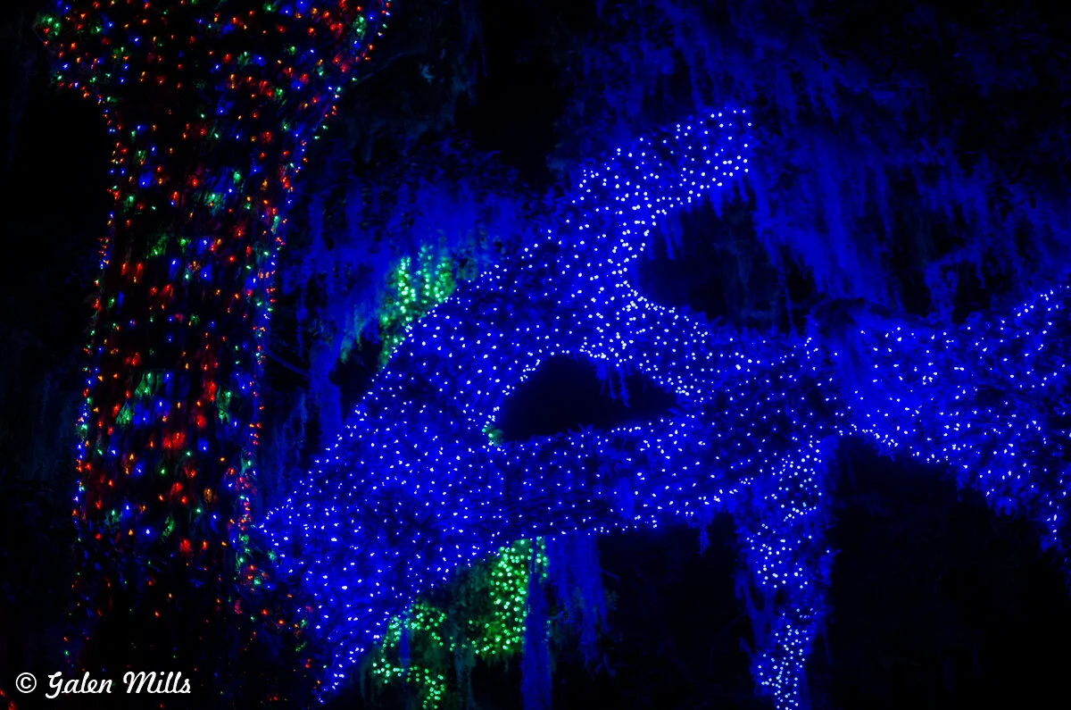 Tree wrapped in colorful lights at night, with blue, red, and green hues creating a glowing effect.