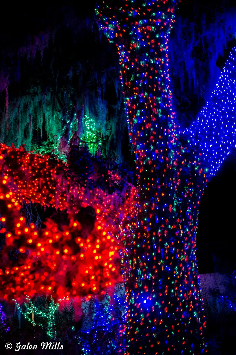 Tree wrapped in colorful Christmas lights at night, with red, blue, and green lights forming a vibrant display against a dark background.