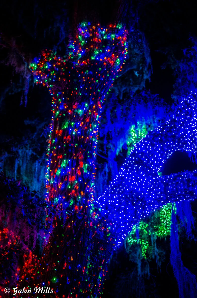 Tree decorated with colorful Christmas lights at night