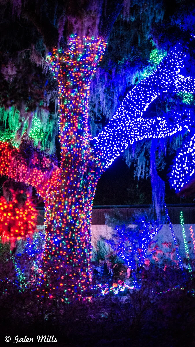 Large tree decorated with colorful LED Christmas lights at night.