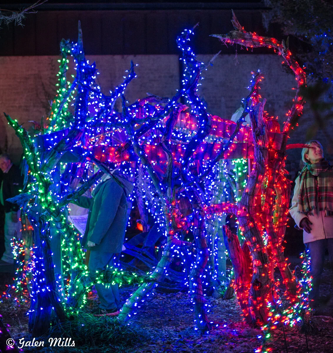 Twisting tree branches decorated with red, blue, and green string lights, with people looking at the display.