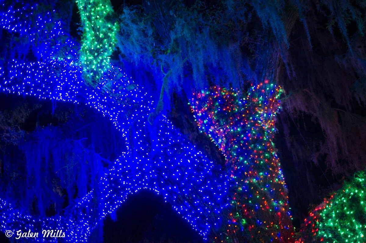 Colorful Christmas lights wrapped around tree trunks and branches, creating a vibrant display with blue, green, and multicolored lights at night.