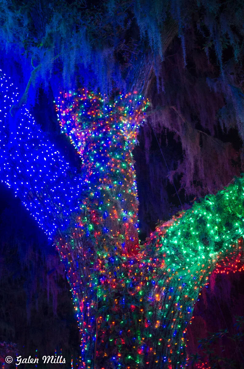 Tree trunk covered in colorful Christmas lights, featuring blue, red, green, and purple hues in a nighttime setting.