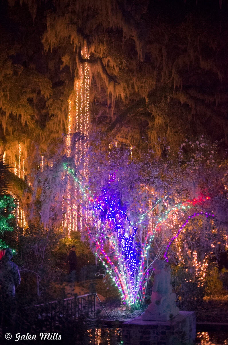 A garden illuminated with multicolored lights, featuring a tree adorned with blue, purple, and red lights. Background trees are draped with cascading yellow lights, and a statue is visible in the foreground.