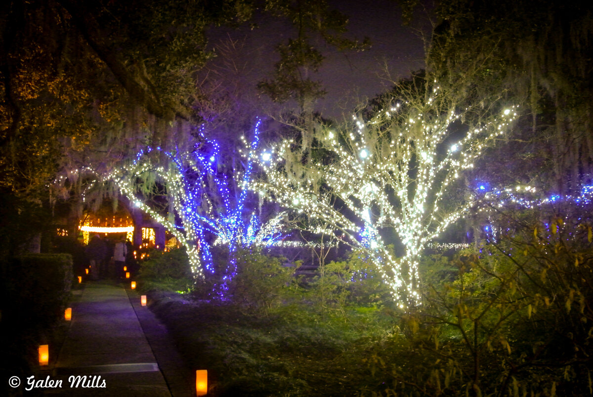 Pathway lined with illuminated trees adorned with blue and white lights at night, surrounded by foliage.