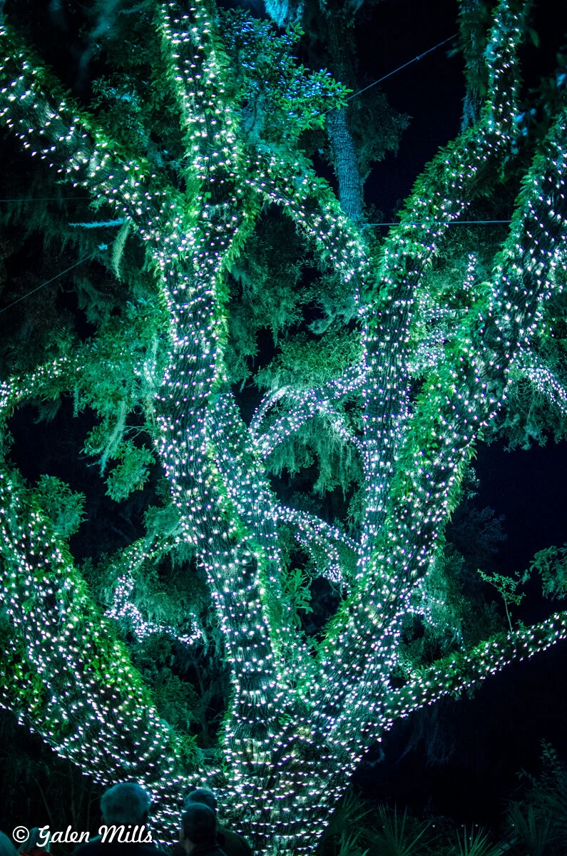 Tree with branches adorned with white string lights at night.