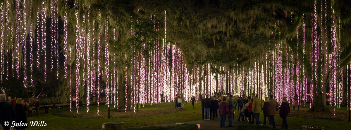 People walking through a park with trees draped in hanging white and pink string lights at night.