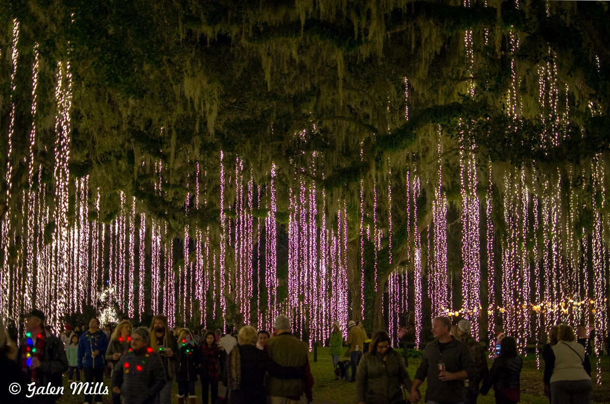 People walking under decorative hanging lights in a forest at night, with illuminated trees and foliage.