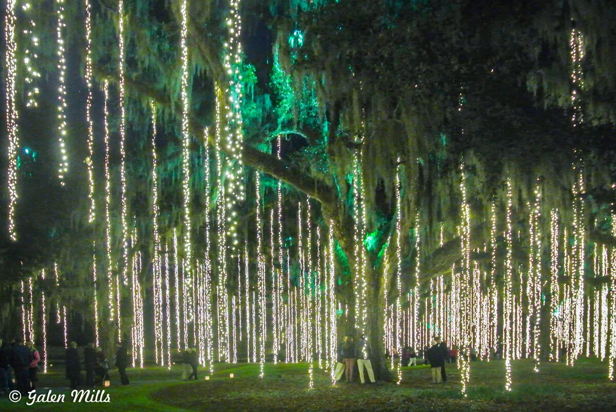 Tree draped with cascading white lights at night, with people standing nearby.