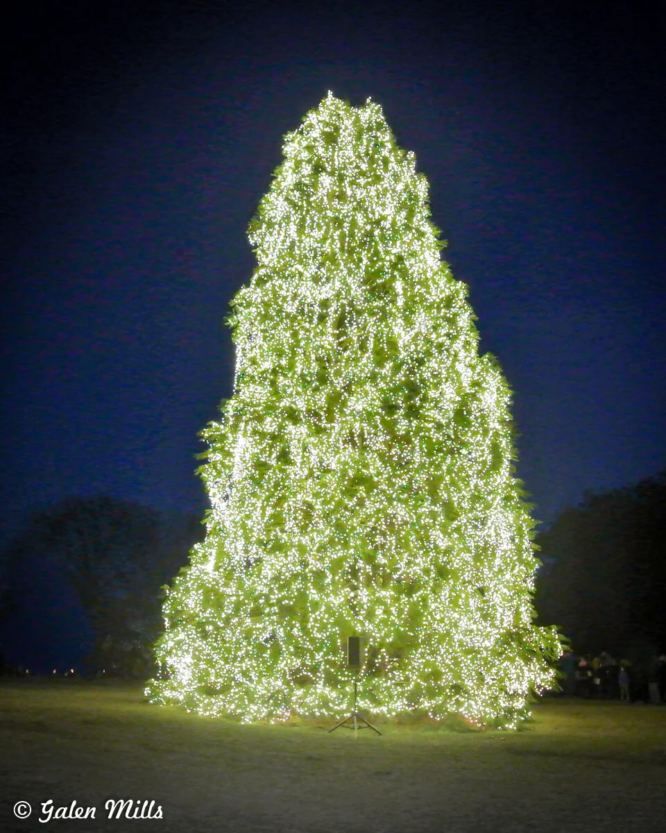 Large Christmas tree covered with white fairy lights at night.