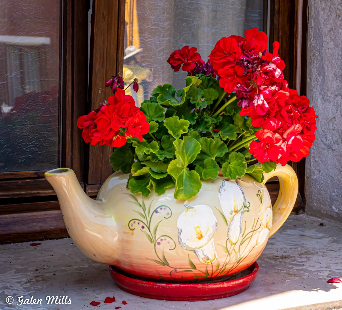 Large ceramic teapot used as a planter filled with vibrant red geraniums, placed on a window sill next to a wooden-framed window.