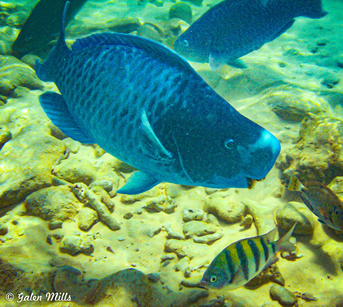 Underwater scene with various fish swimming near sandy bottom.