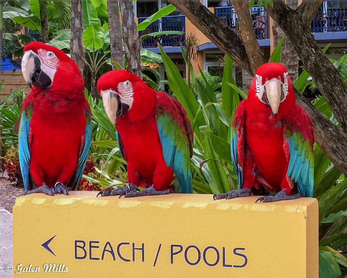 Three colorful parrots perched on a sign with 'Beach / Pools' written on it, surrounded by lush green foliage.