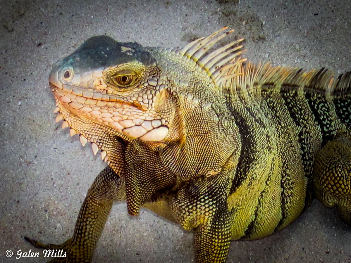 Close-up of a green iguana on a sandy surface