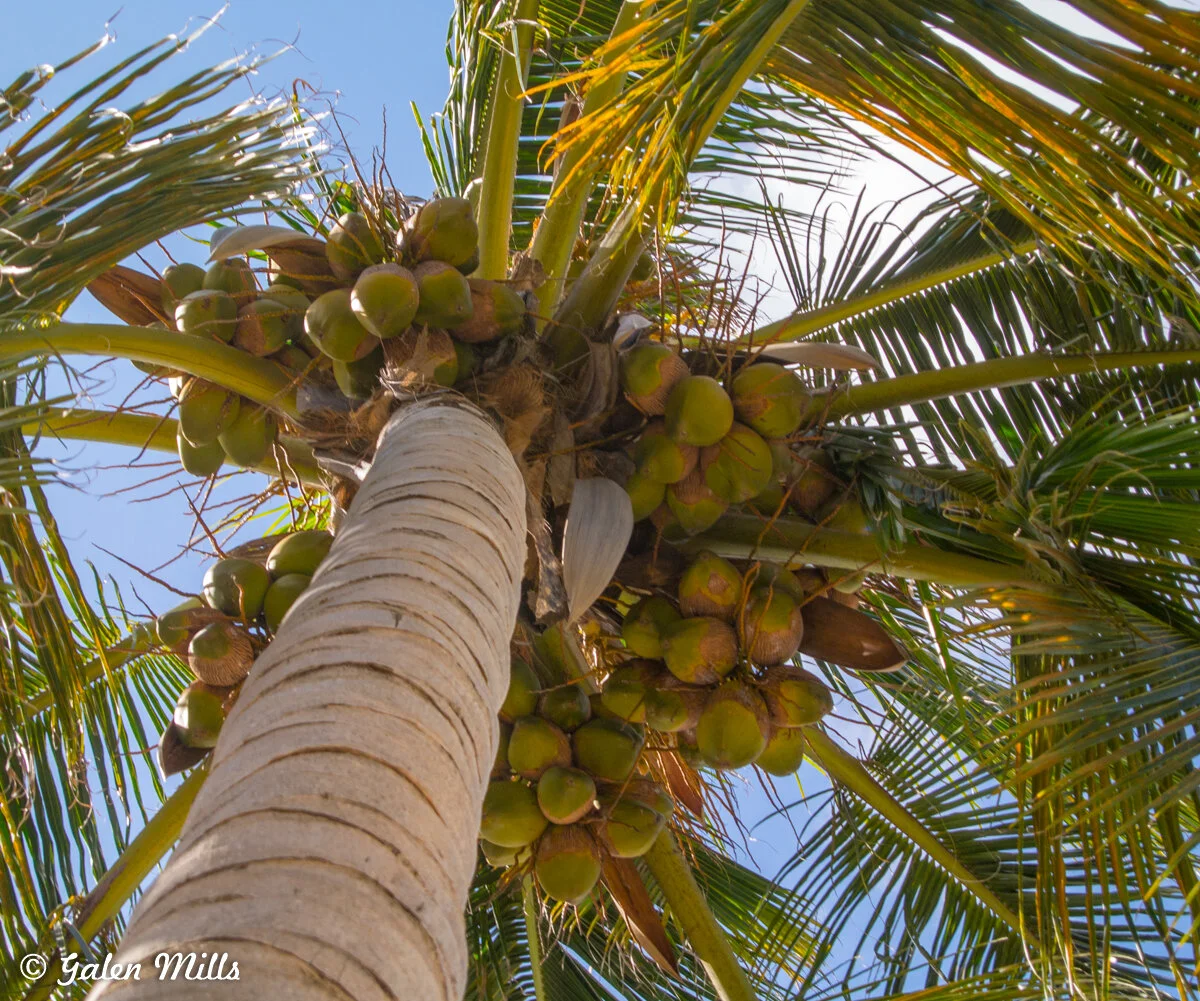 A view from below of a coconut tree with clusters of coconuts hanging under its fronds against a blue sky.