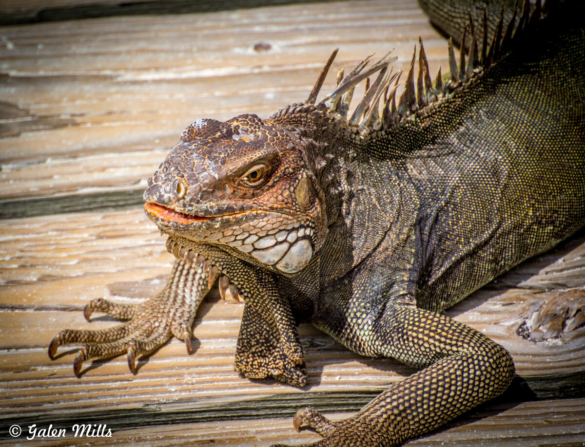 Close-up of an iguana on a wooden surface, showing detailed scales and spines along its back.
