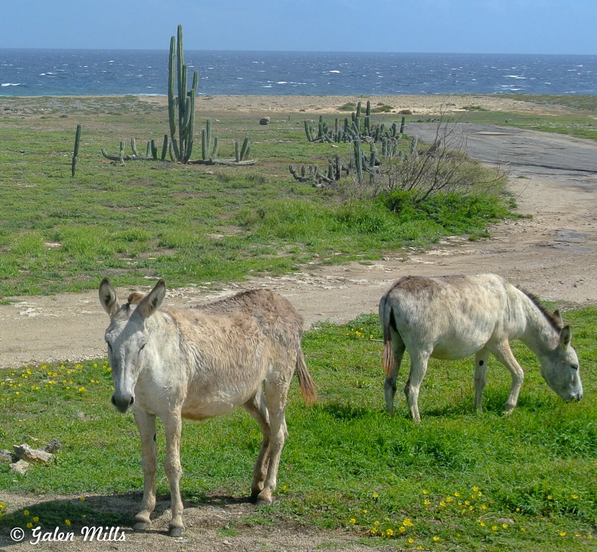 Two donkeys grazing on grass near a dirt path, with cacti in the background and ocean waves visible on the horizon.