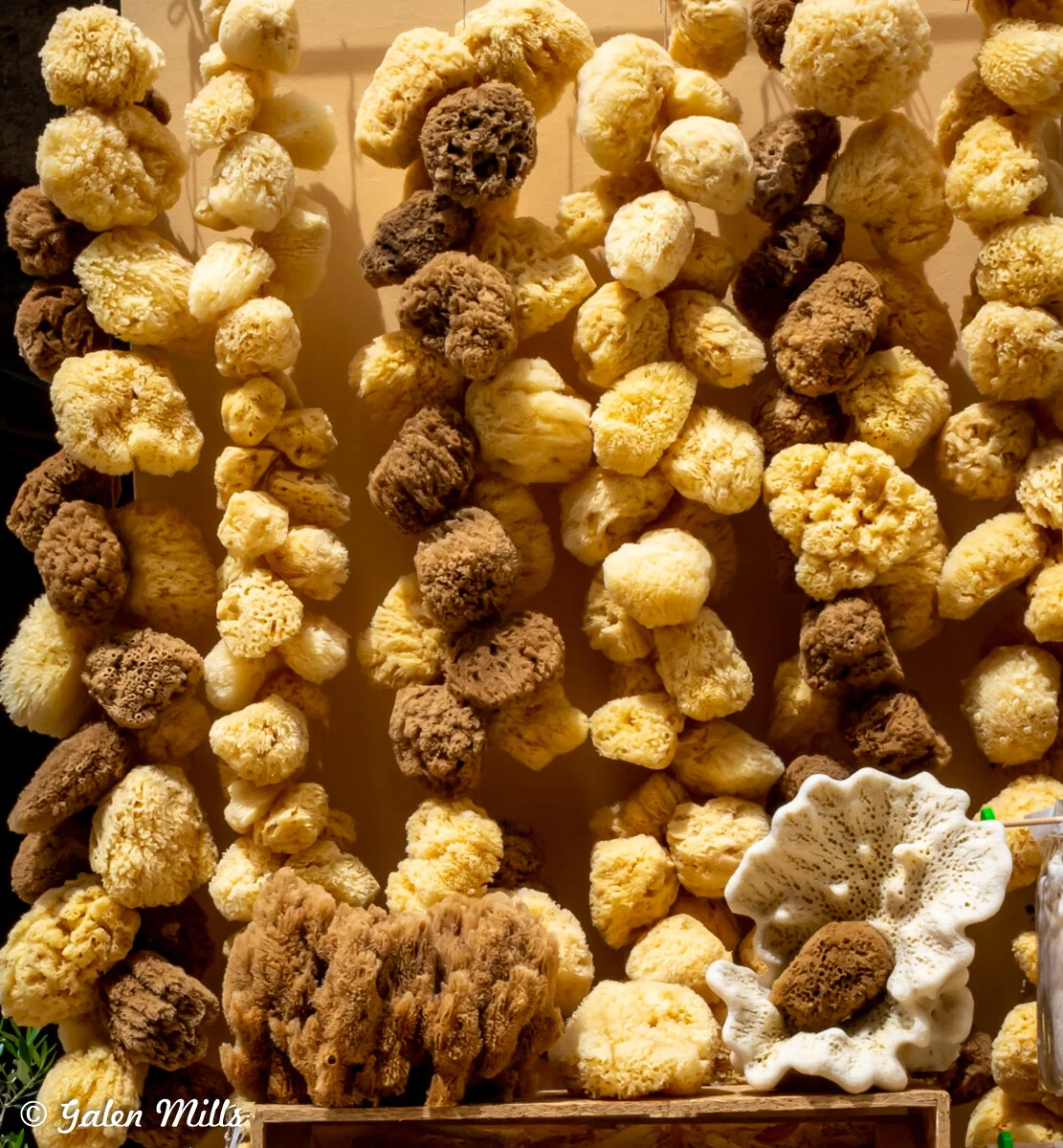 Rows of natural sea sponges displayed for sale, featuring various sizes and colors from tan to dark brown.