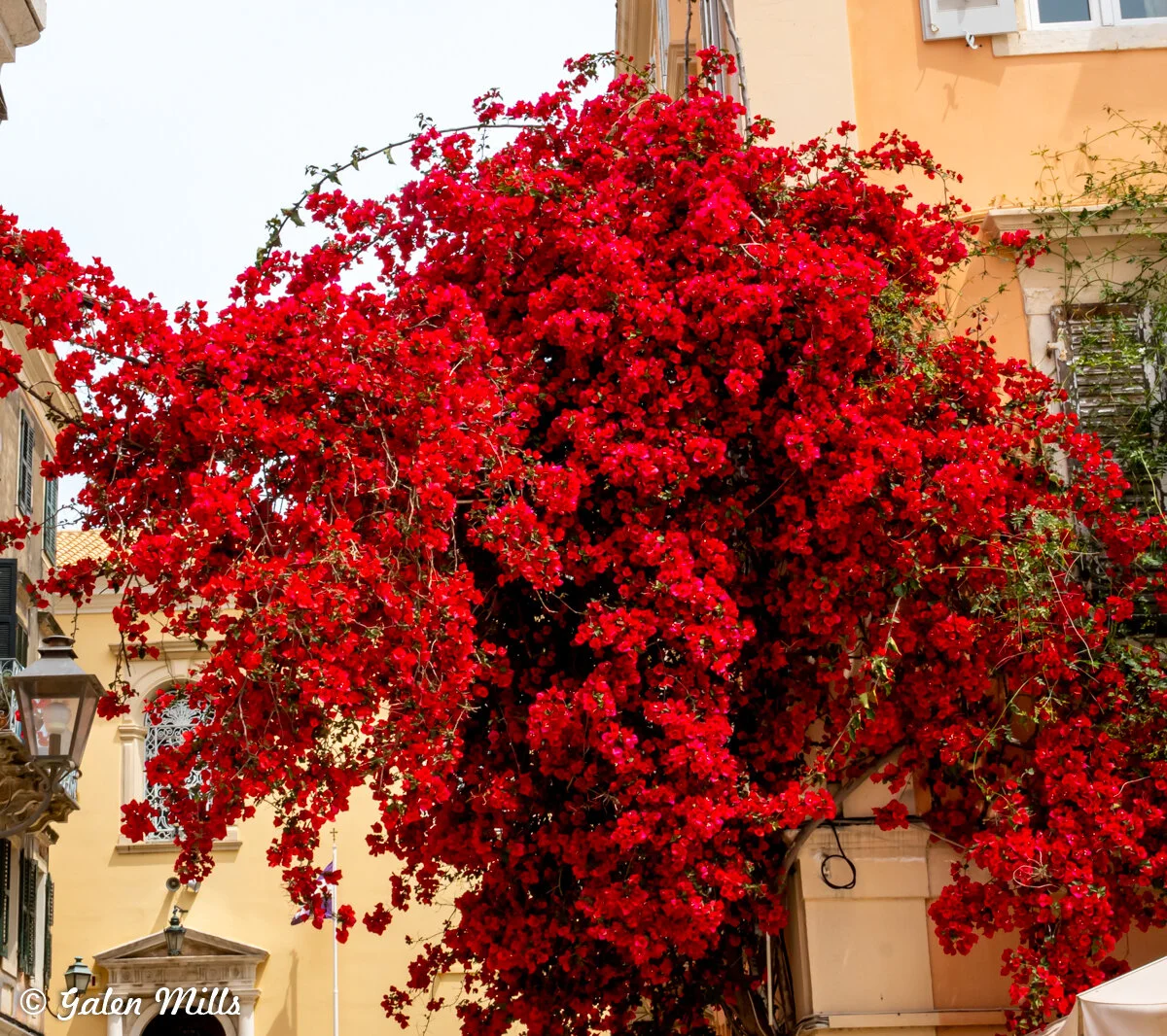 Vibrant red bougainvillea flowers covering a wall in a Mediterranean setting, with cream-colored buildings and a blue sky in the background.