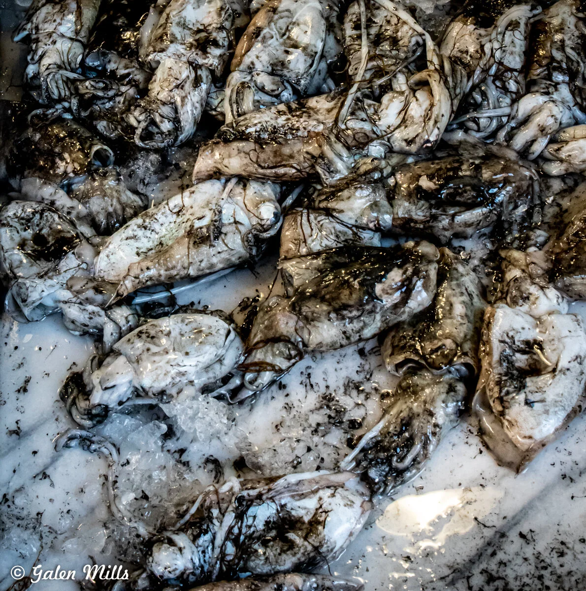 Fresh cuttlefish on ice at a market stall with visible ink.