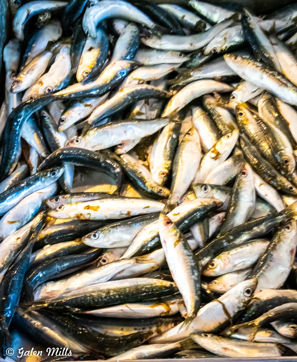 Pile of fresh sardines in a market display