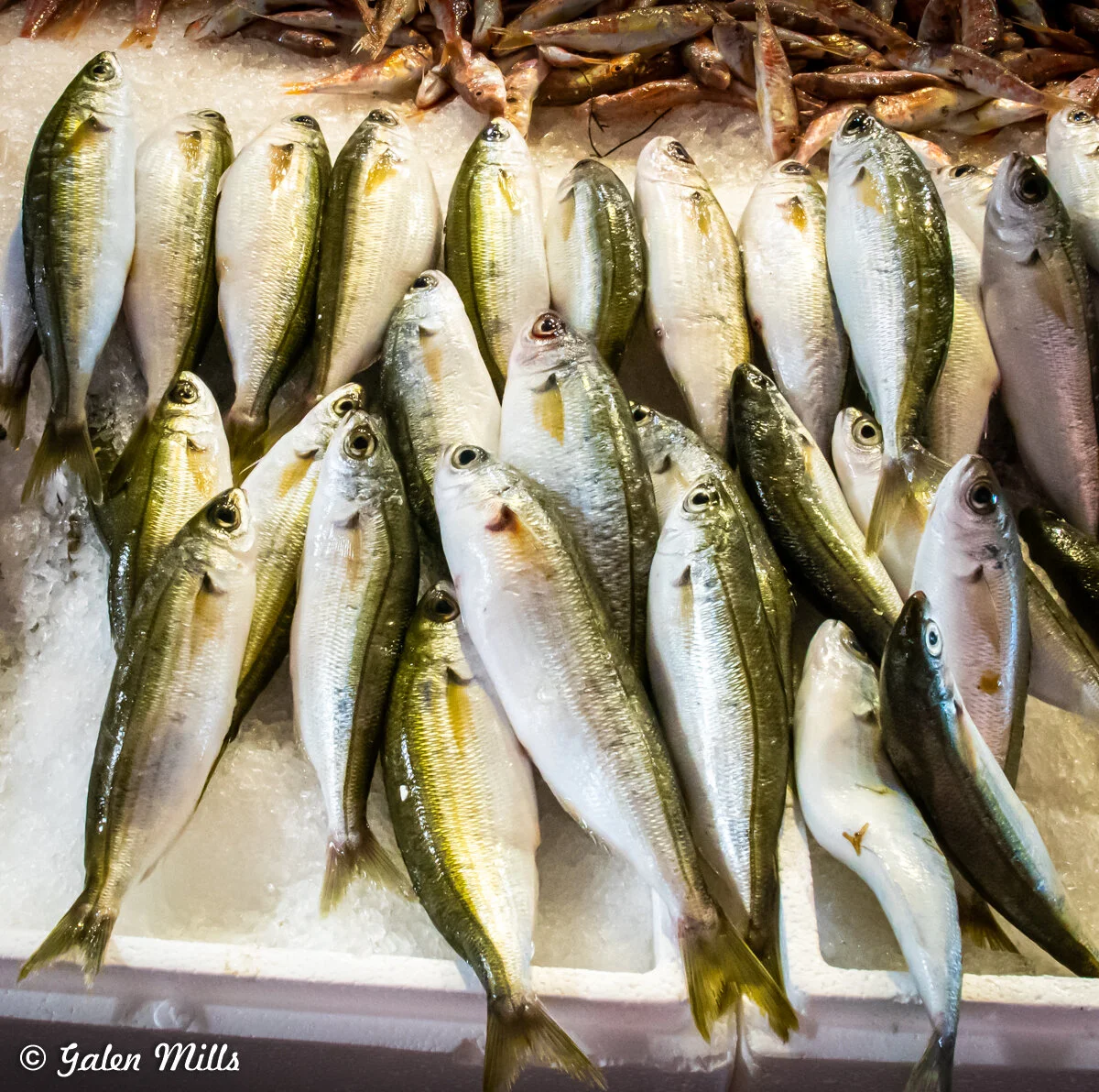 Fresh fish displayed on ice at a market, with various sizes and colors visible.