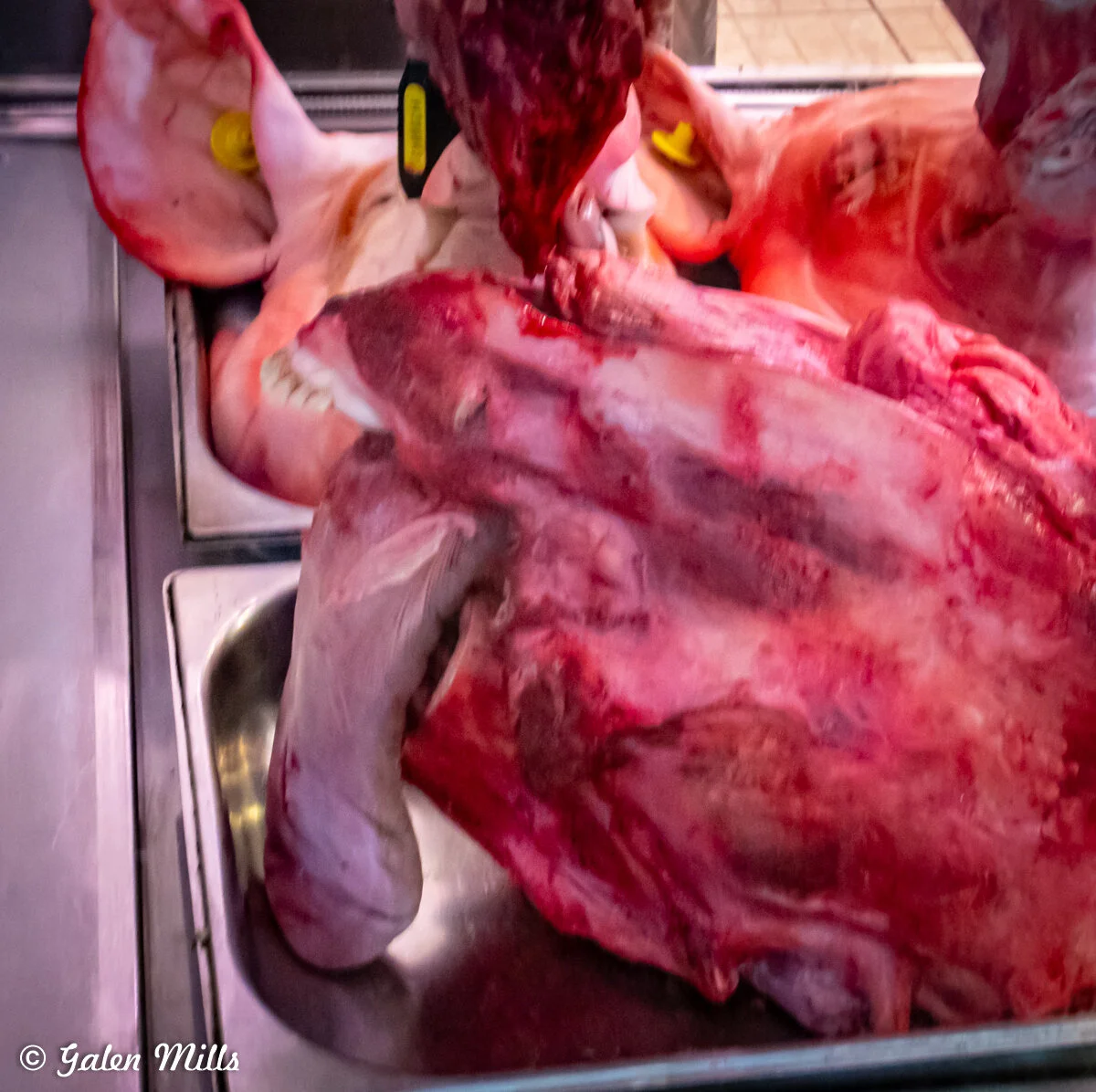 Raw butchered animal head with tongue in display case.