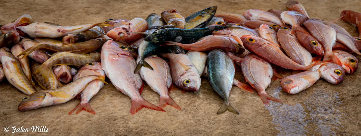 Various types of fish arranged on a sandy surface, showcasing different sizes and colors, including pink, yellow, and blue hues.
