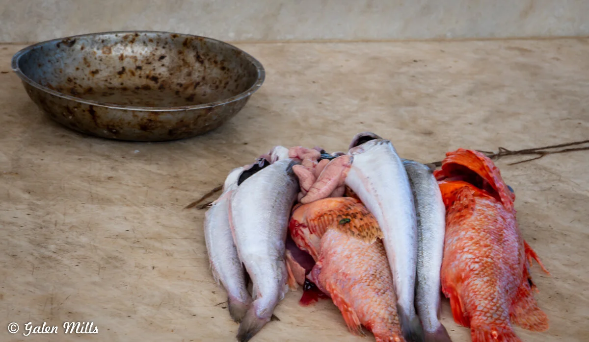 Pile of gutted fish on a table with a metal bowl