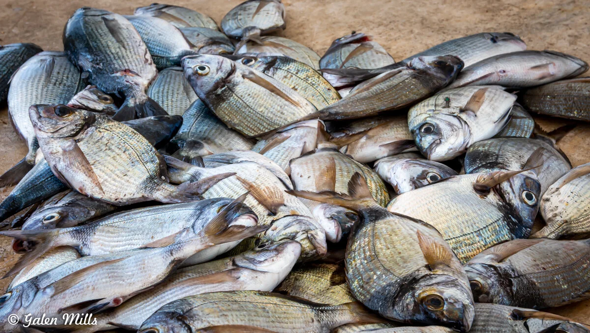 A heap of freshly caught fish laid on a surface.