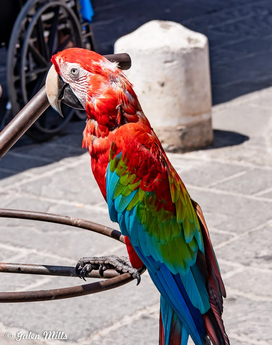 Colorful parrot sitting on a metal perch in a sunny outdoor setting.