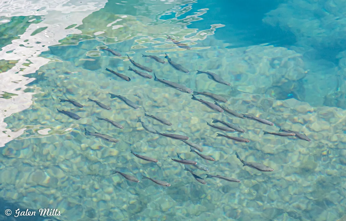 School of fish swimming in clear, shallow water with a rocky bottom.