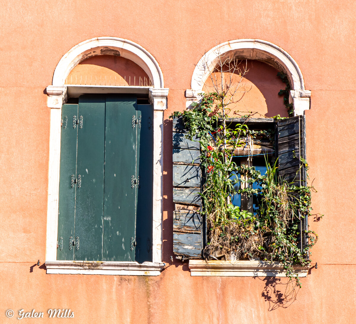 Two arched windows on a pink stucco wall, one with closed dark green shutters and the other with open, weathered shutters adorned with overgrown plants and vines.