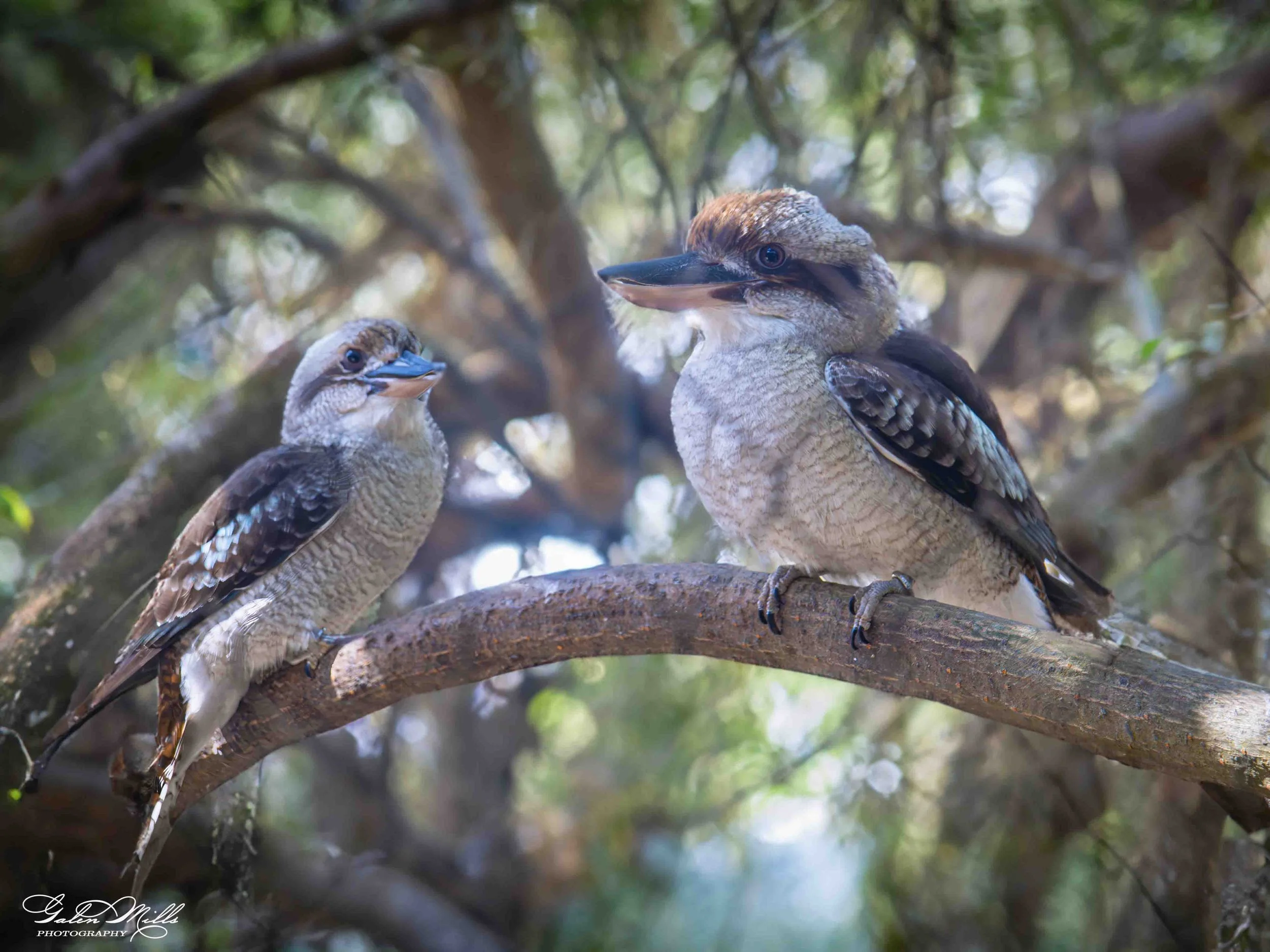 Two kookaburra birds perched on a tree branch in a forested area.