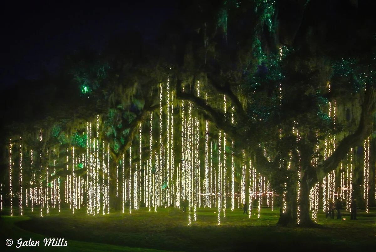 Tree adorned with hanging lights at night, creating an illuminated, enchanting atmosphere.