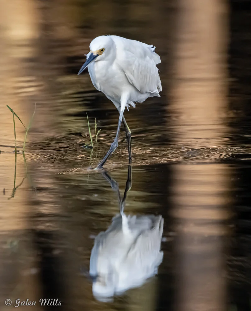 A snowy egret walking in shallow water, reflected on the surface, surrounded by grass and reeds.