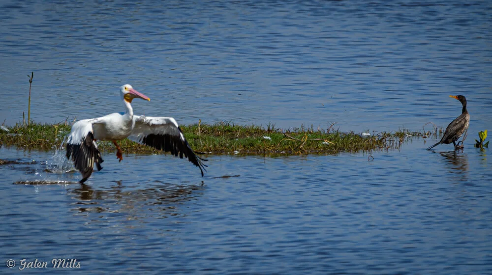 A white pelican landing on water near a small patch of grass while a cormorant stands on the grass, surrounded by a blue lake.