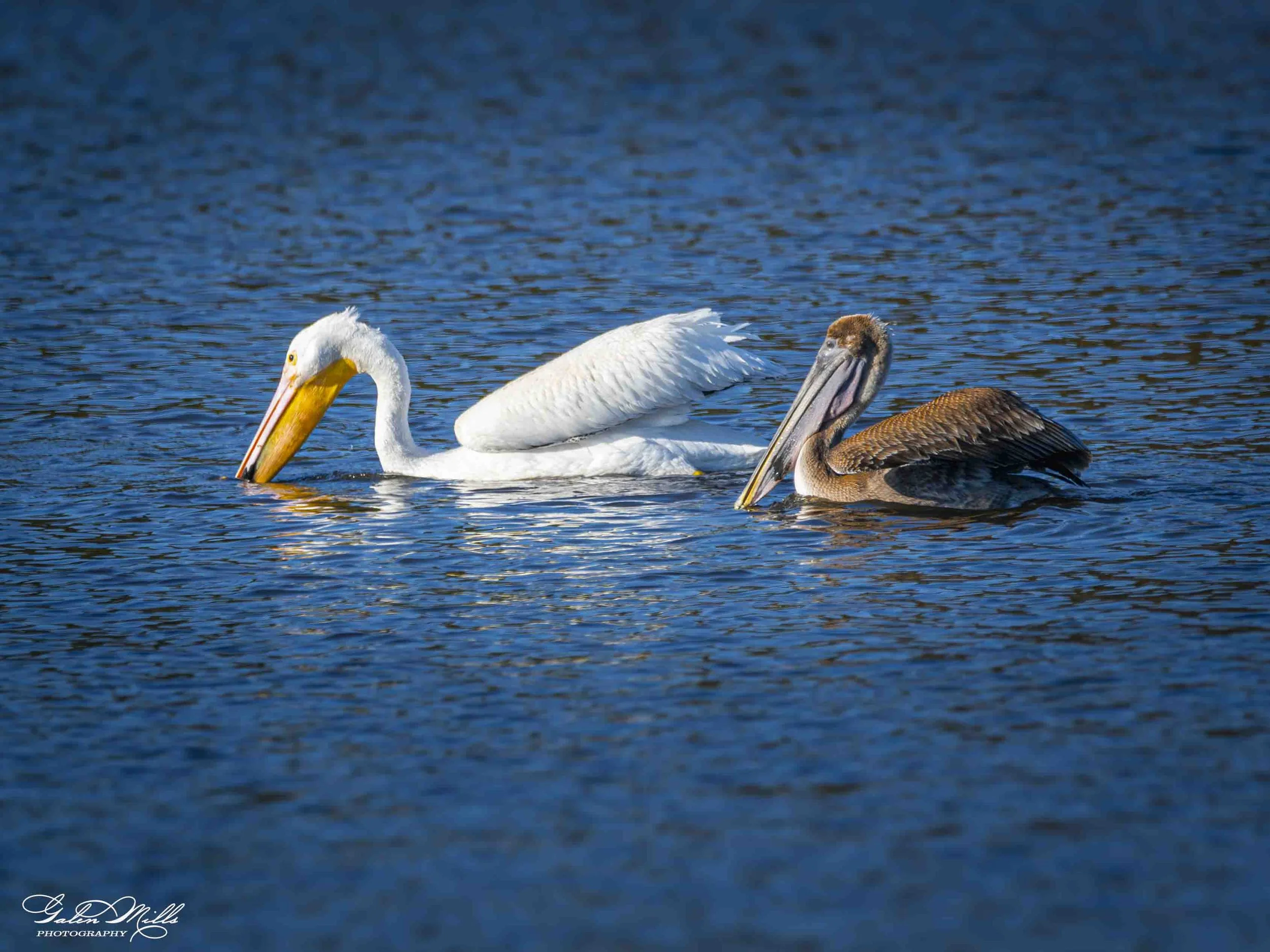 Water birds  Horz-18.jpg