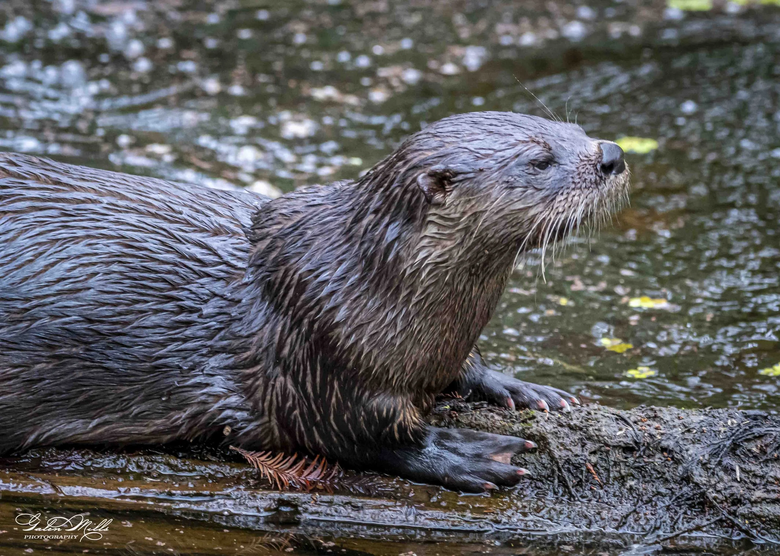 otters-4.jpg