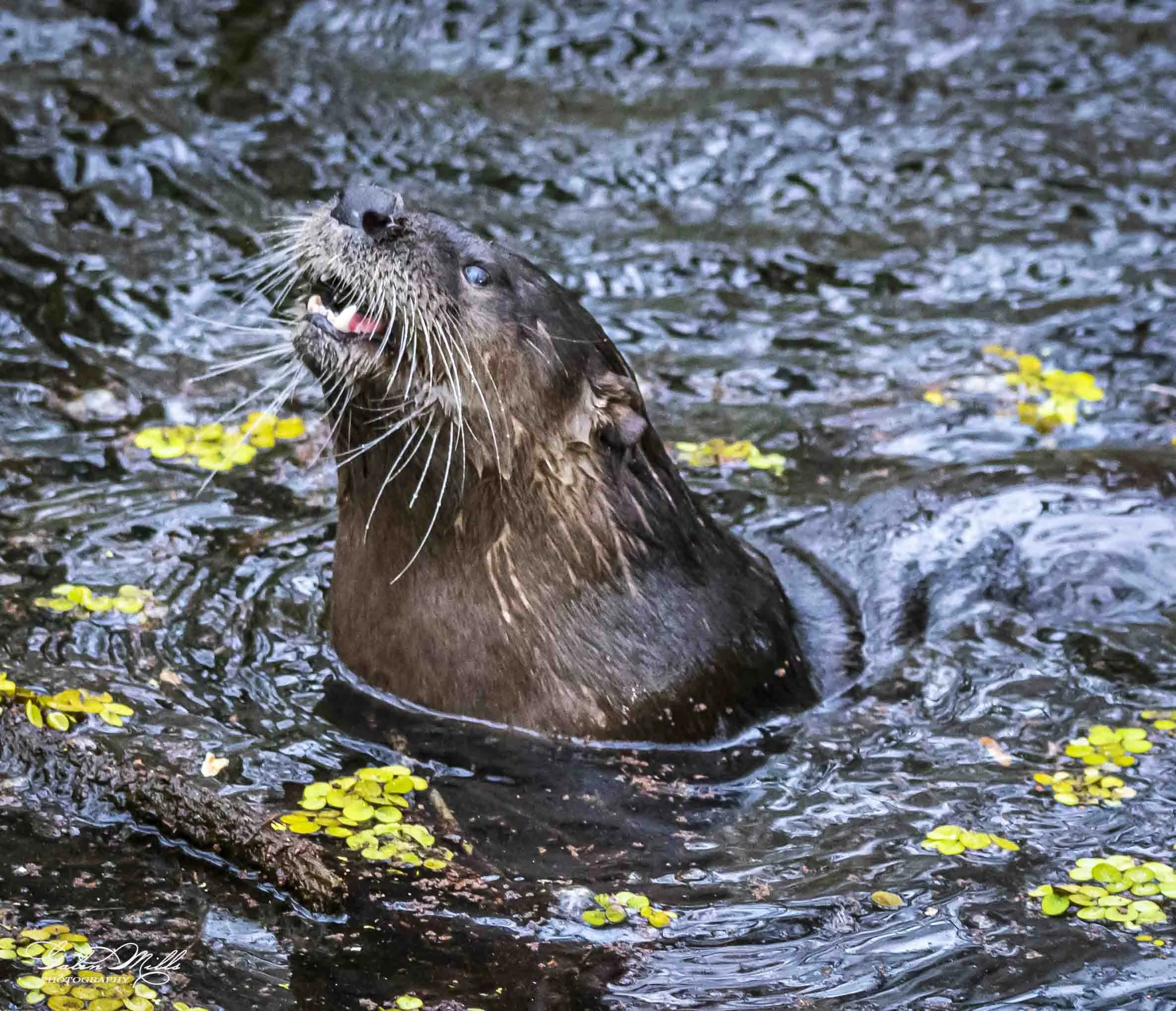 otters-5.jpg
