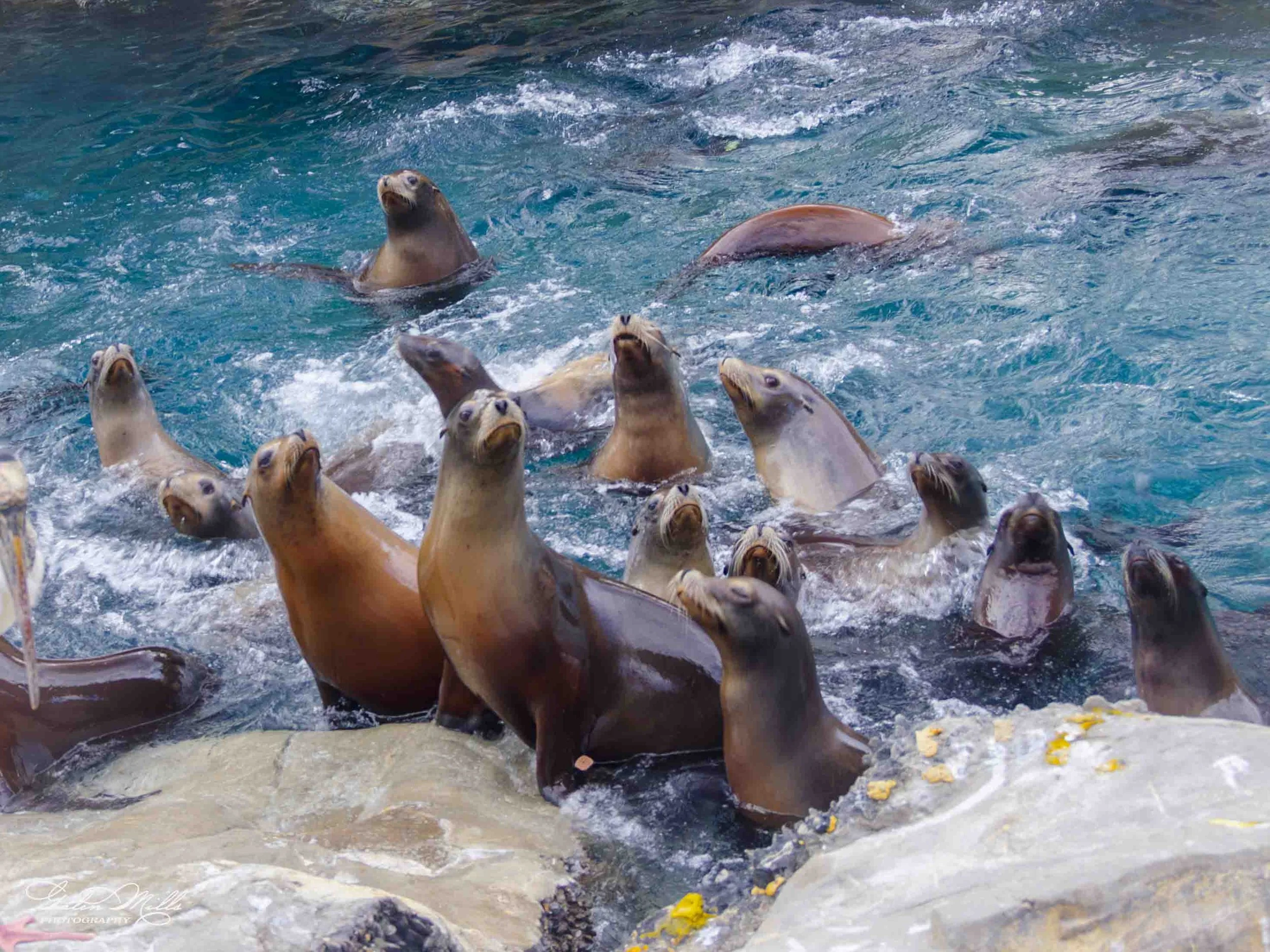 seals-1.jpg