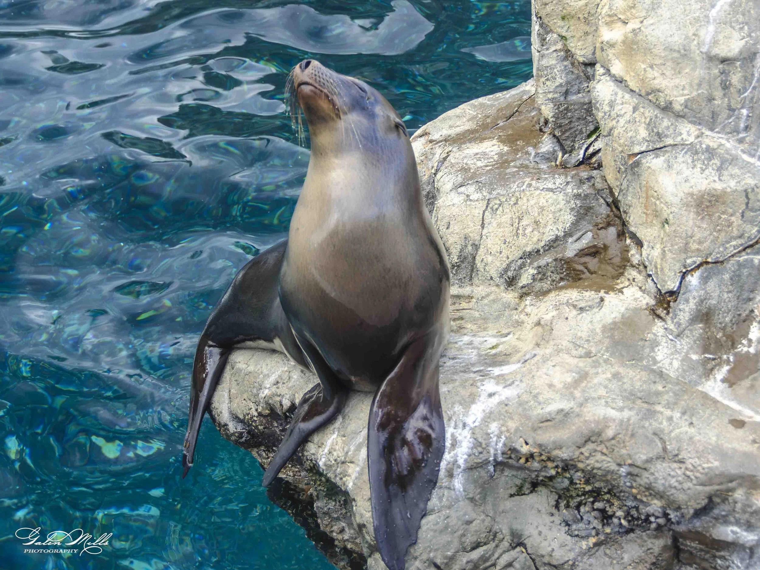 seals-2.jpg