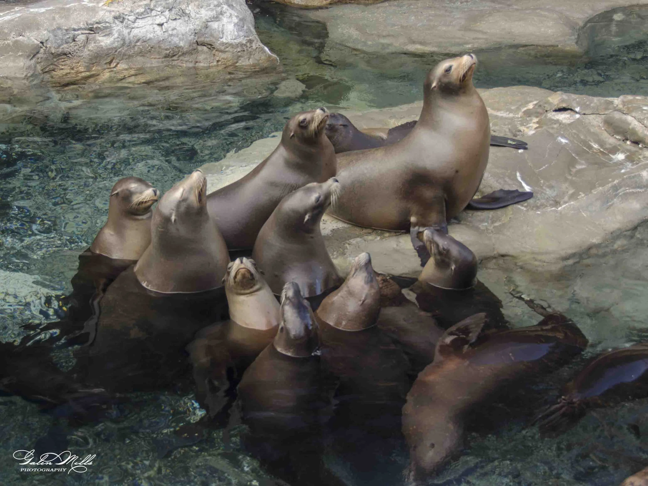 seals-3.jpg