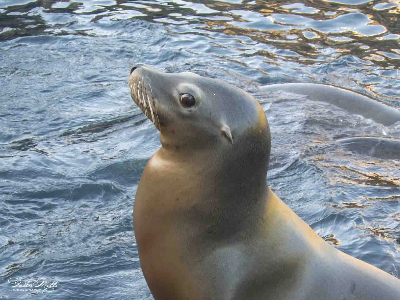 seals-5.jpg