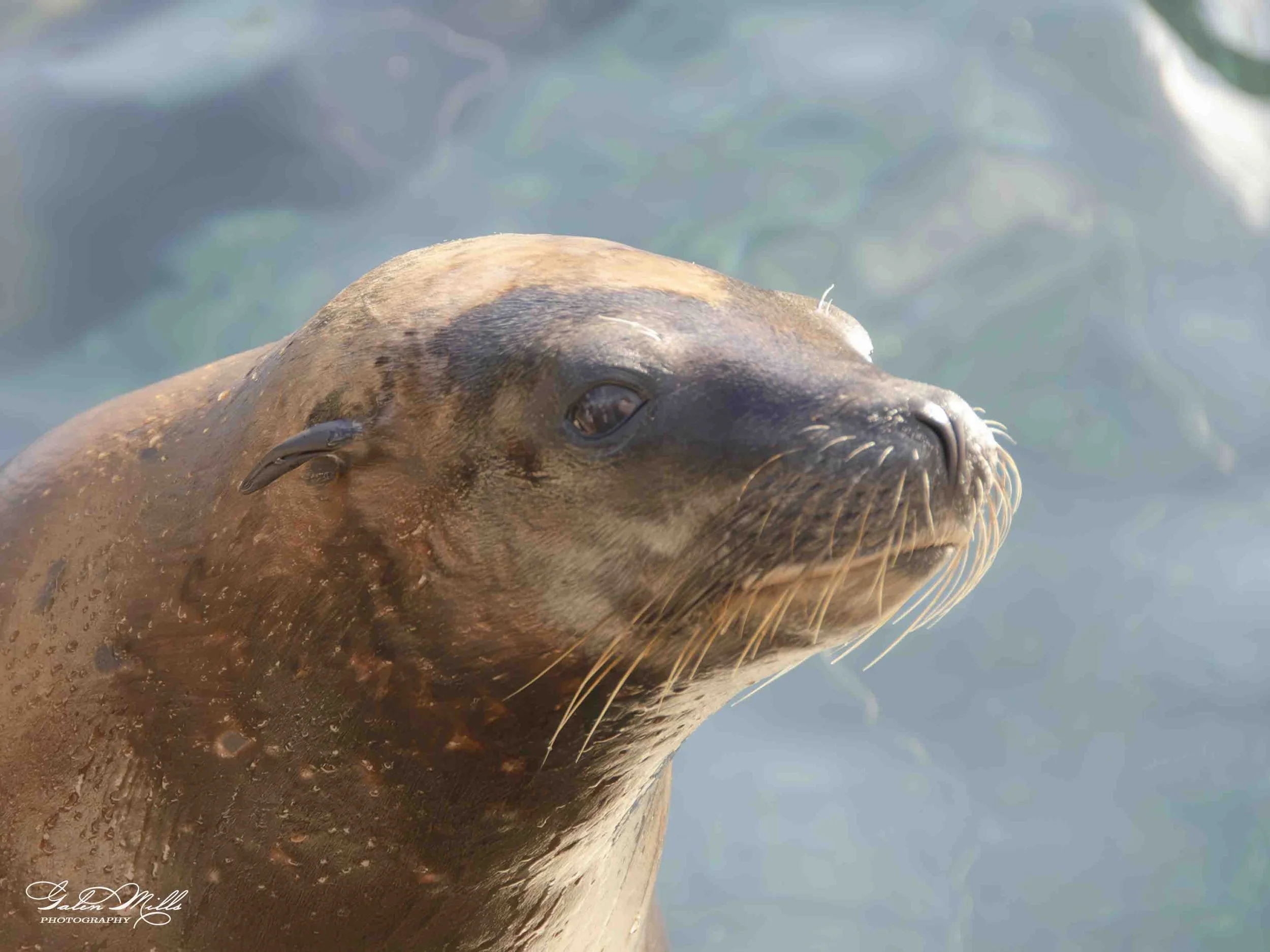 seals-6.jpg